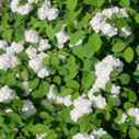 viburnum plicatum popcorn plant