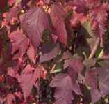 viburnum trilobum american cranberry seed