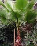 washingtonia robusta fan palm mexican