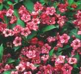 weigela florida bristol red plant