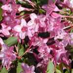Weigela florida pink princess plant