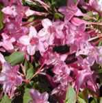 Weigela florida pink princess plant