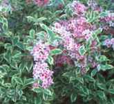 weigela florida variegata variegated plant