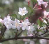 weigela florida white knight plant