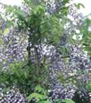 wisteria floribunda vine seed 