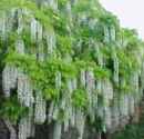 wisteria sinensis white chinese vine seed plant