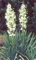 yucca filamentosa adams needle seed 