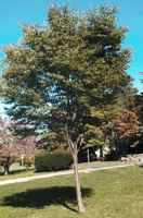 zelkova serrata seed plant